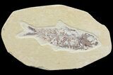 Bargain, Knightia Fossil Fish - Wyoming #74099-1